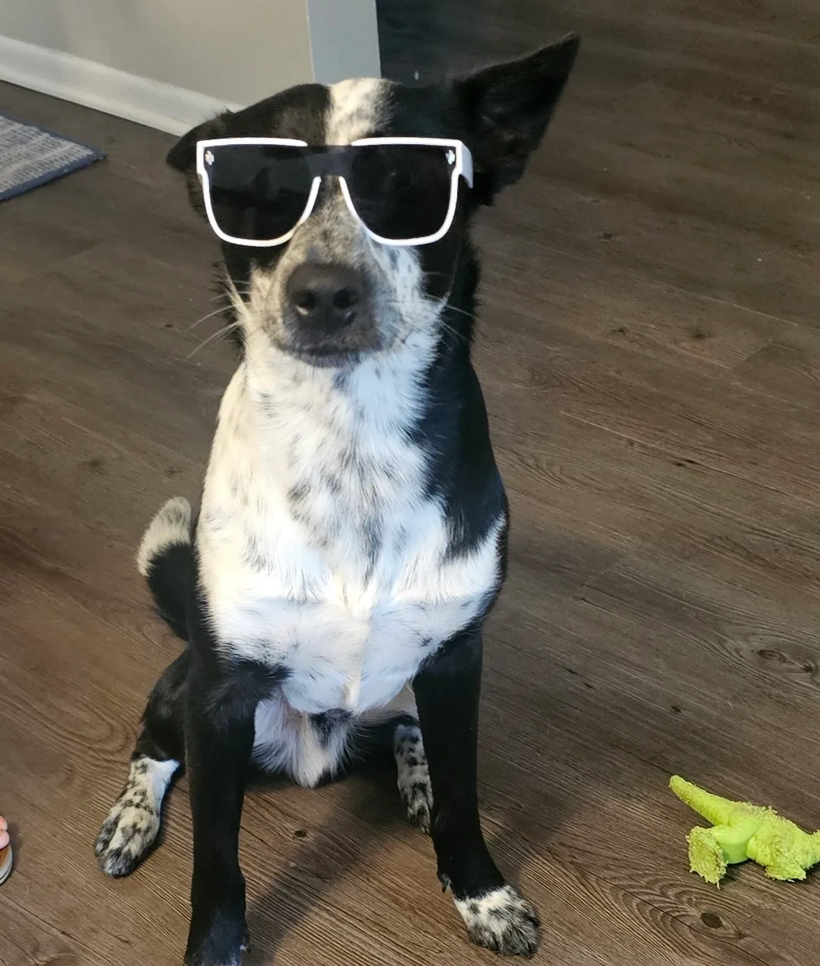 K9 PARADISE