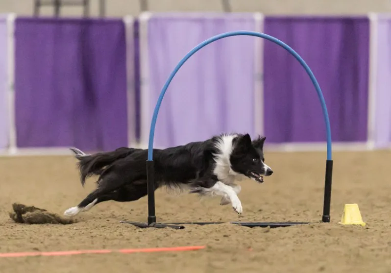 D4 Dog Agility — dog trainer in Boise, ID