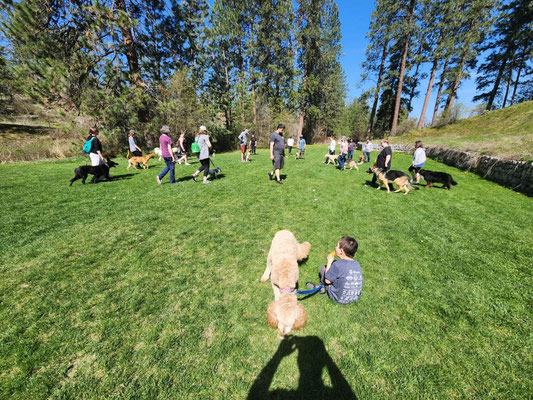 Sasquatch Dogs — dog trainer in Spokane, WA