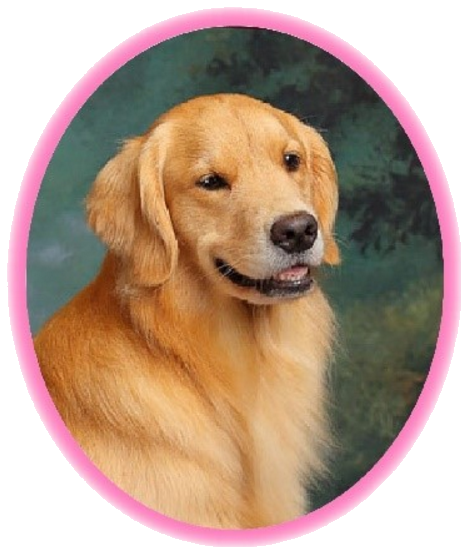 A Dog’s Life: Dog Daycare +Training