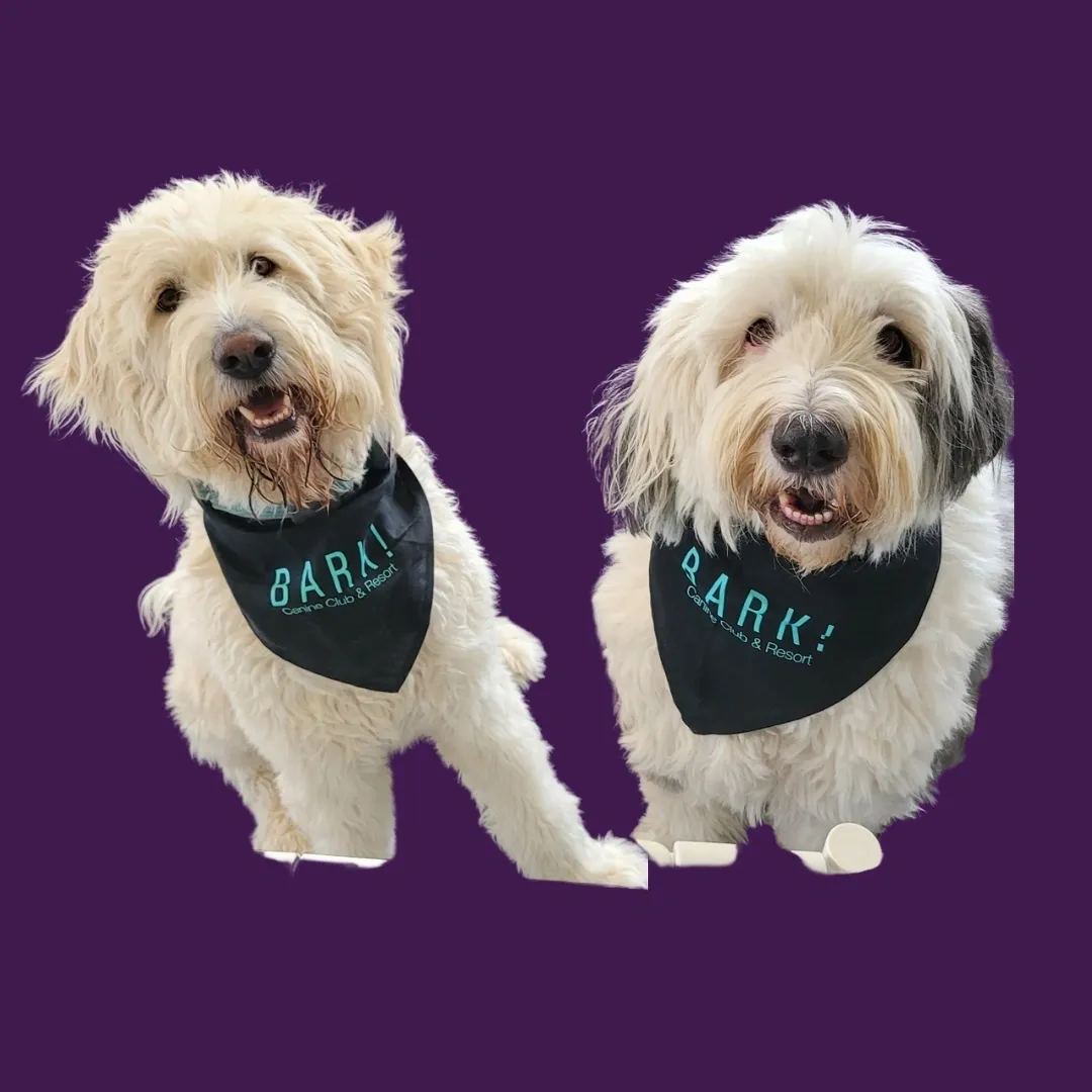Bark Canine Club & Resort