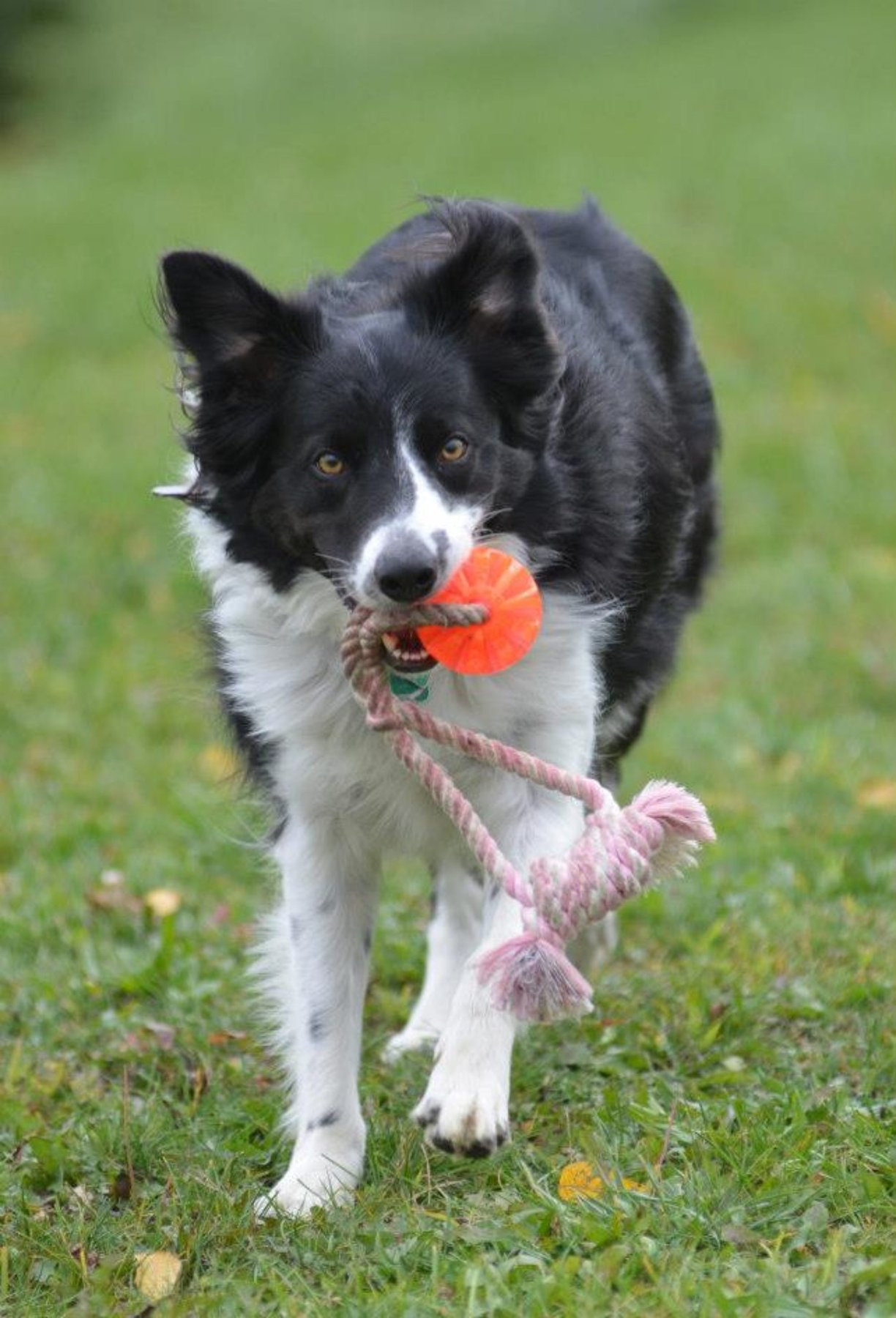Complete Obedience Dog Training