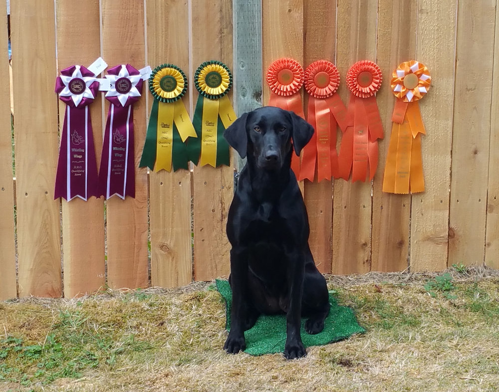 North Bend Retriever Kennel