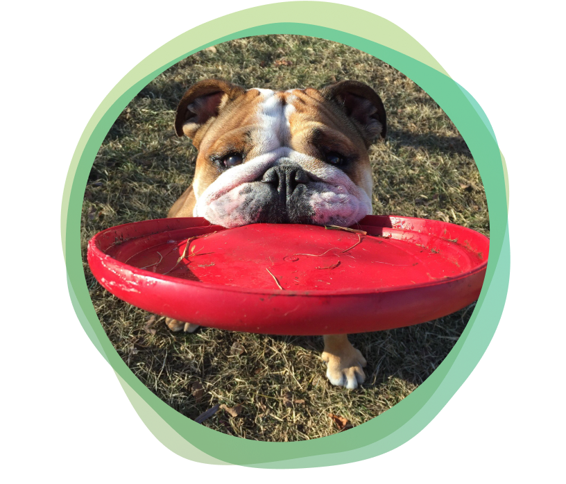 Happy Paws Boston — dog trainer in Boston, MA