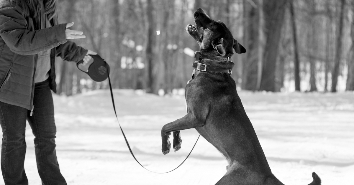 The Canine Training Center