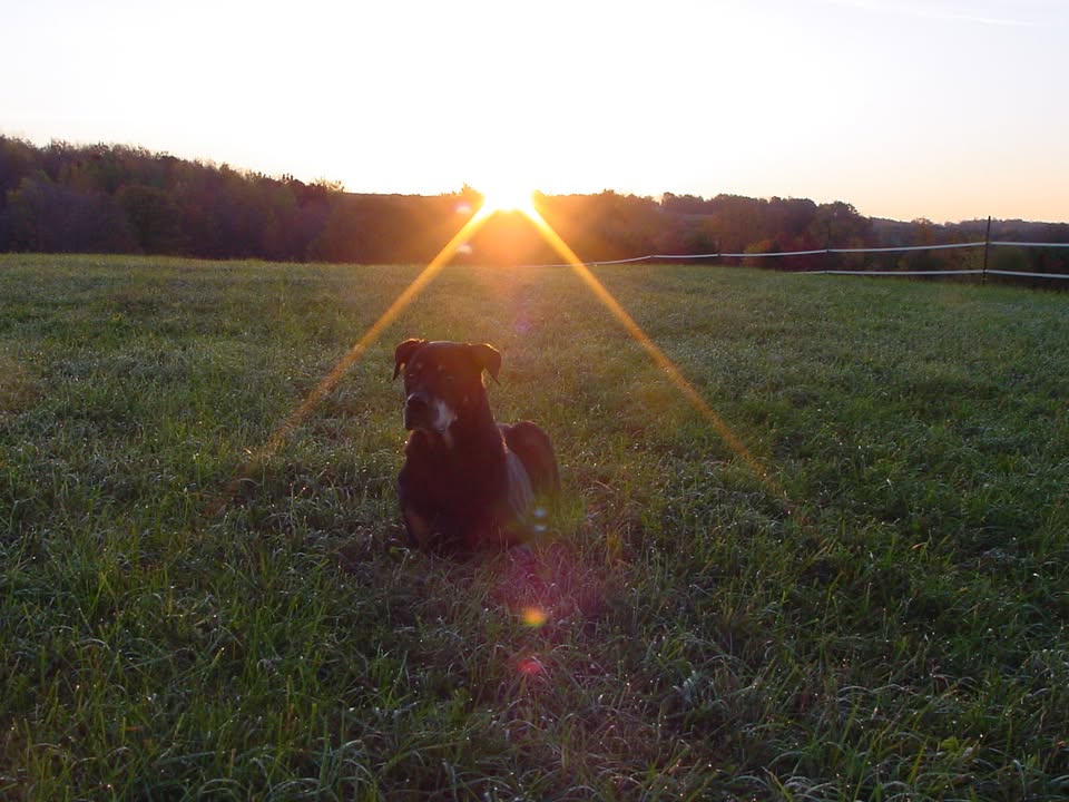 Rhy's-N-Shine Canines — dog trainer in St. Croix Valley, WI