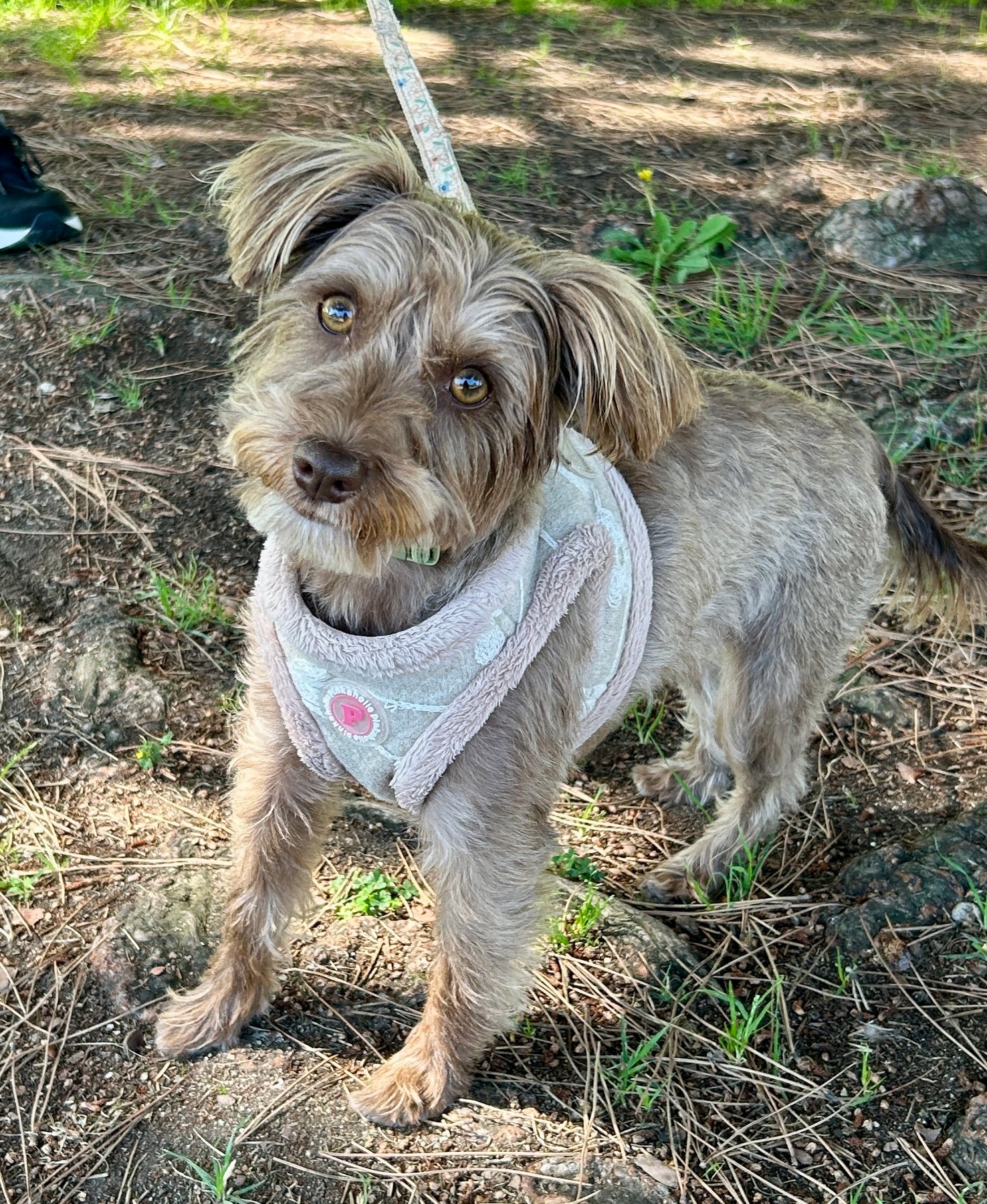 Dog Genie — dog trainer in Ventura, CA