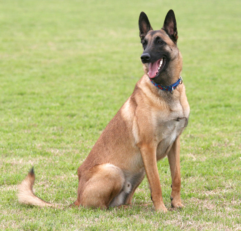 Quail Creek Kennel & Training — dog trainer in Waco, TX