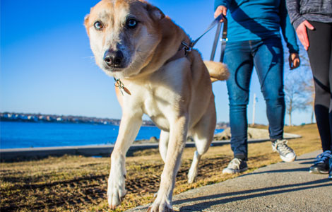 Walk A Pup