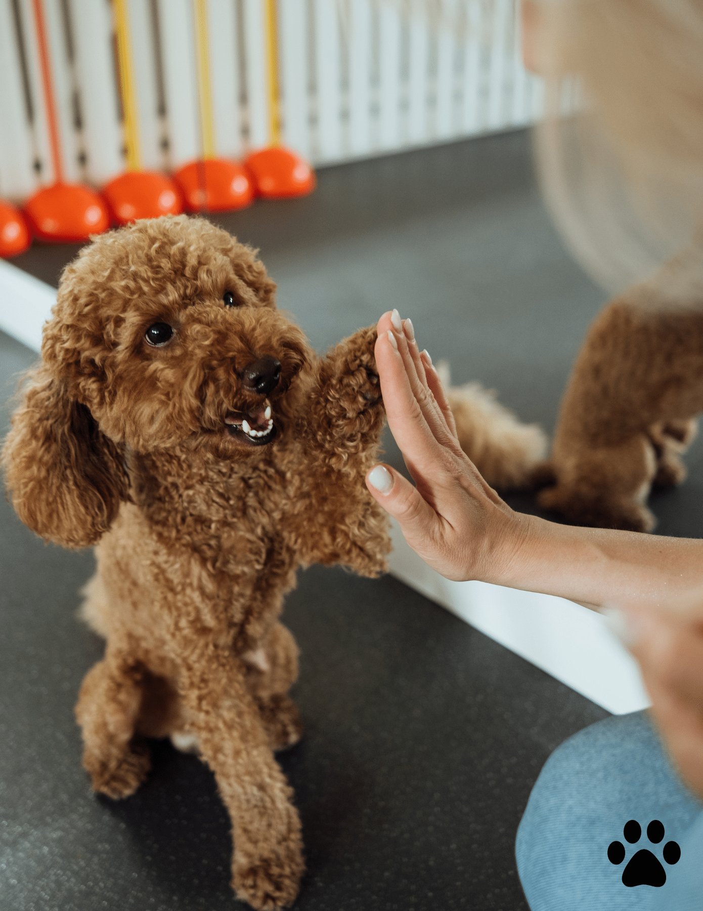Sit Means Sit Dog Training