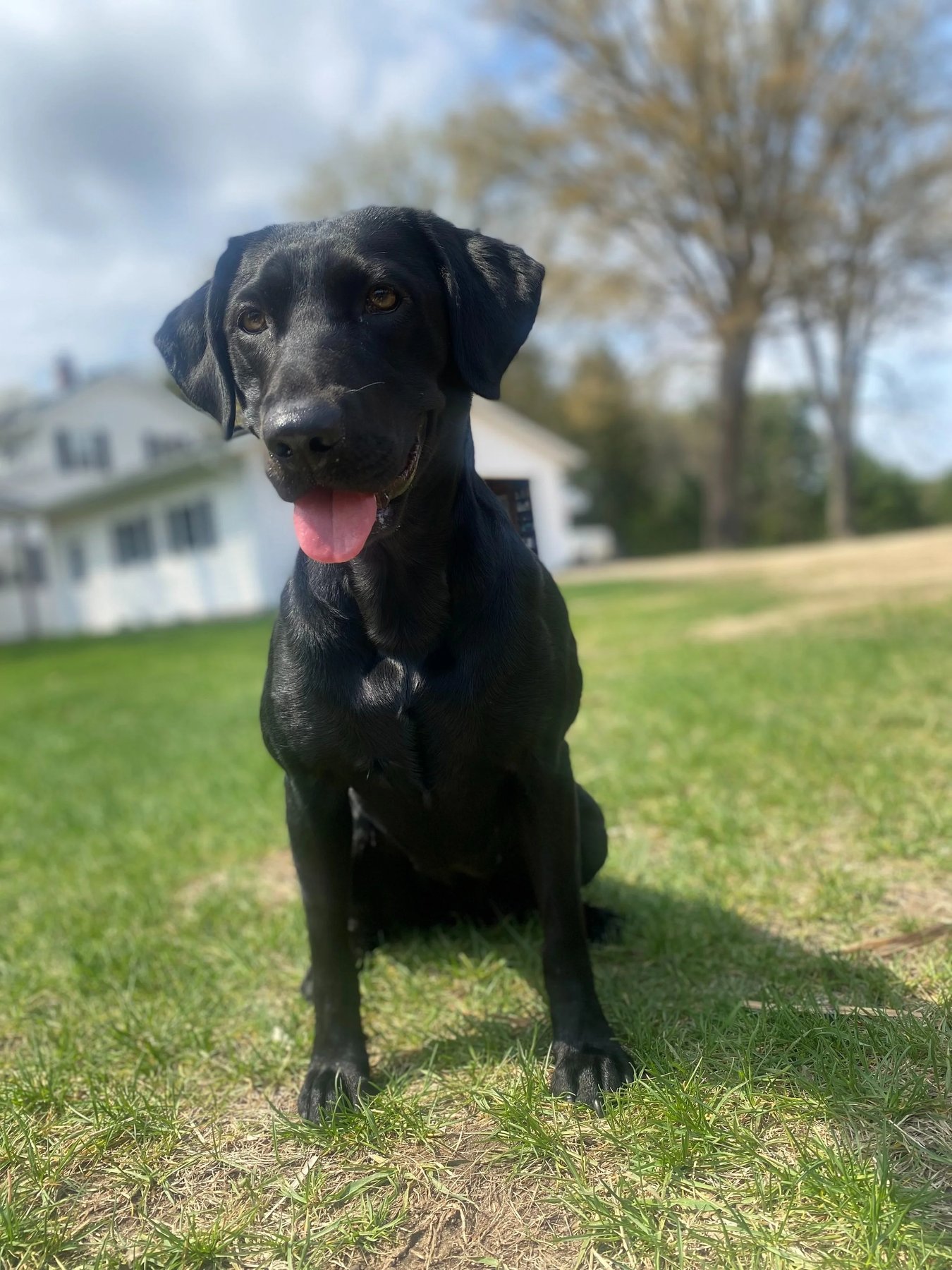 West Creek Kennels — dog trainer in Eau Claire, WI