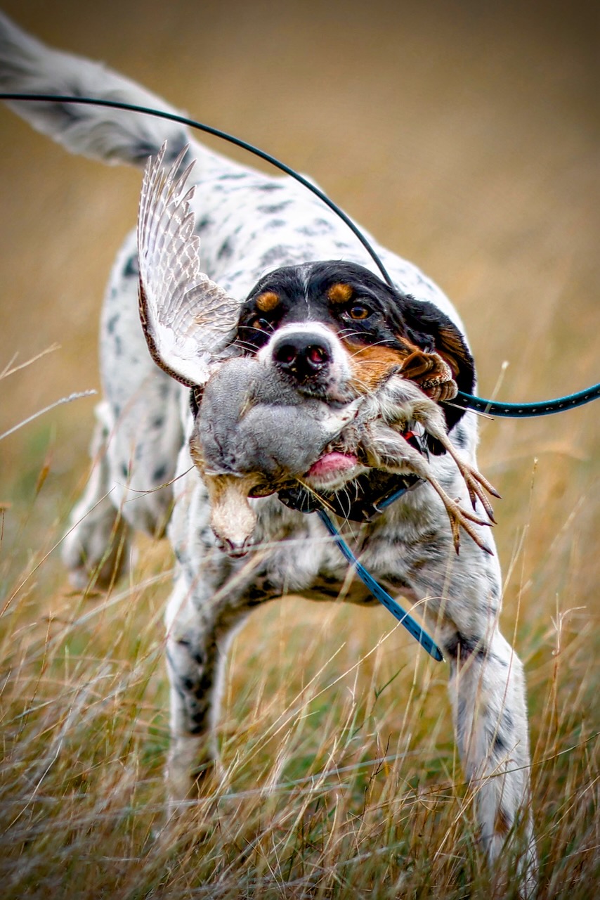 Long Hollow Bird Dogs