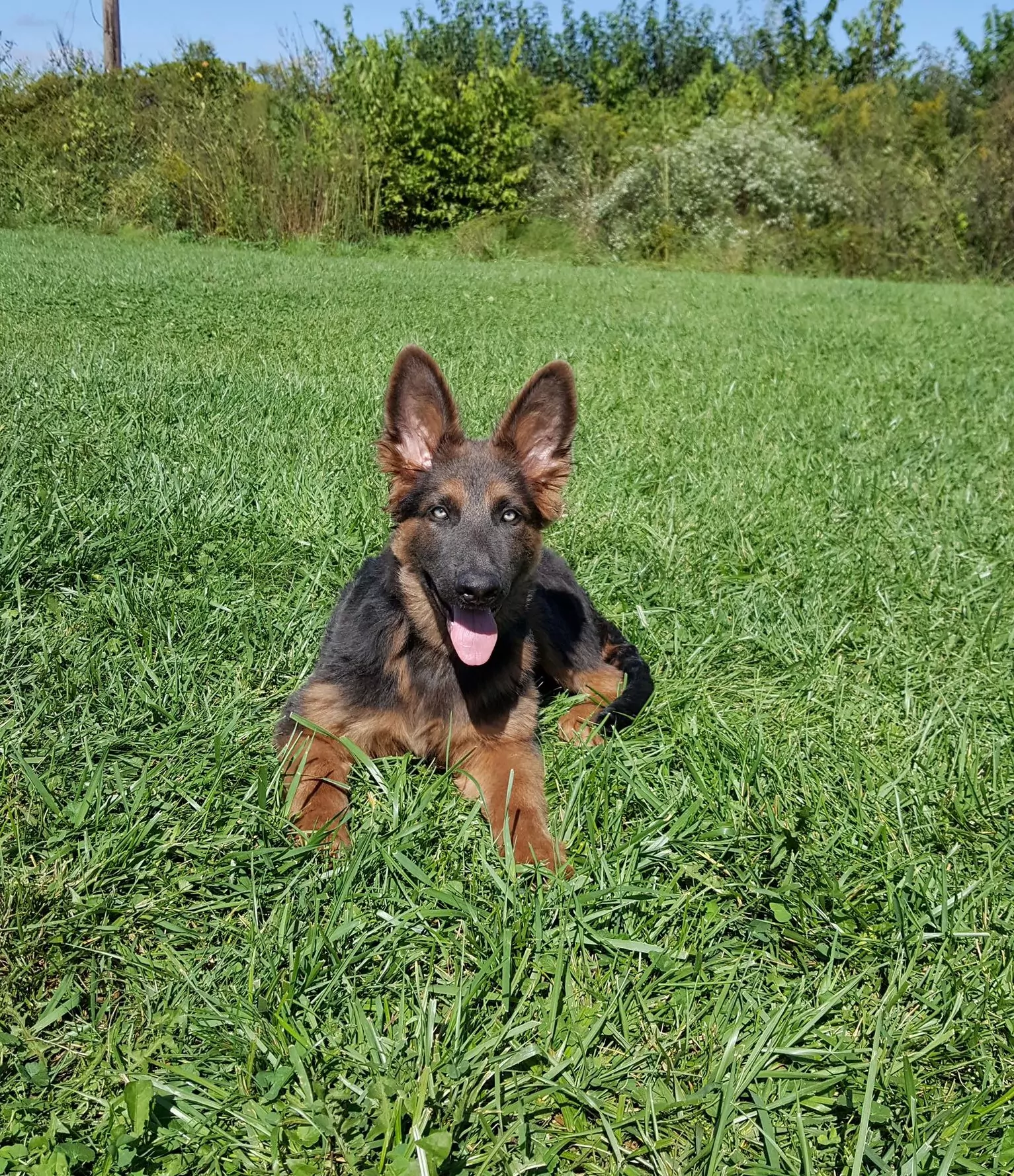 Suburban K9 Dog Training — dog trainer in Jacksonville, FL