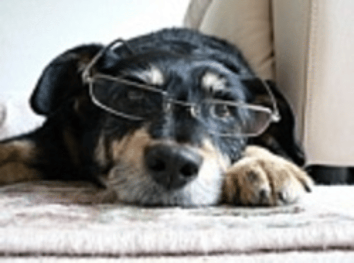 Latch Key Pets Training and Enrichment