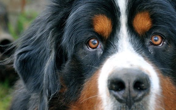 Advanced Dog Behavior Solutions, LLC