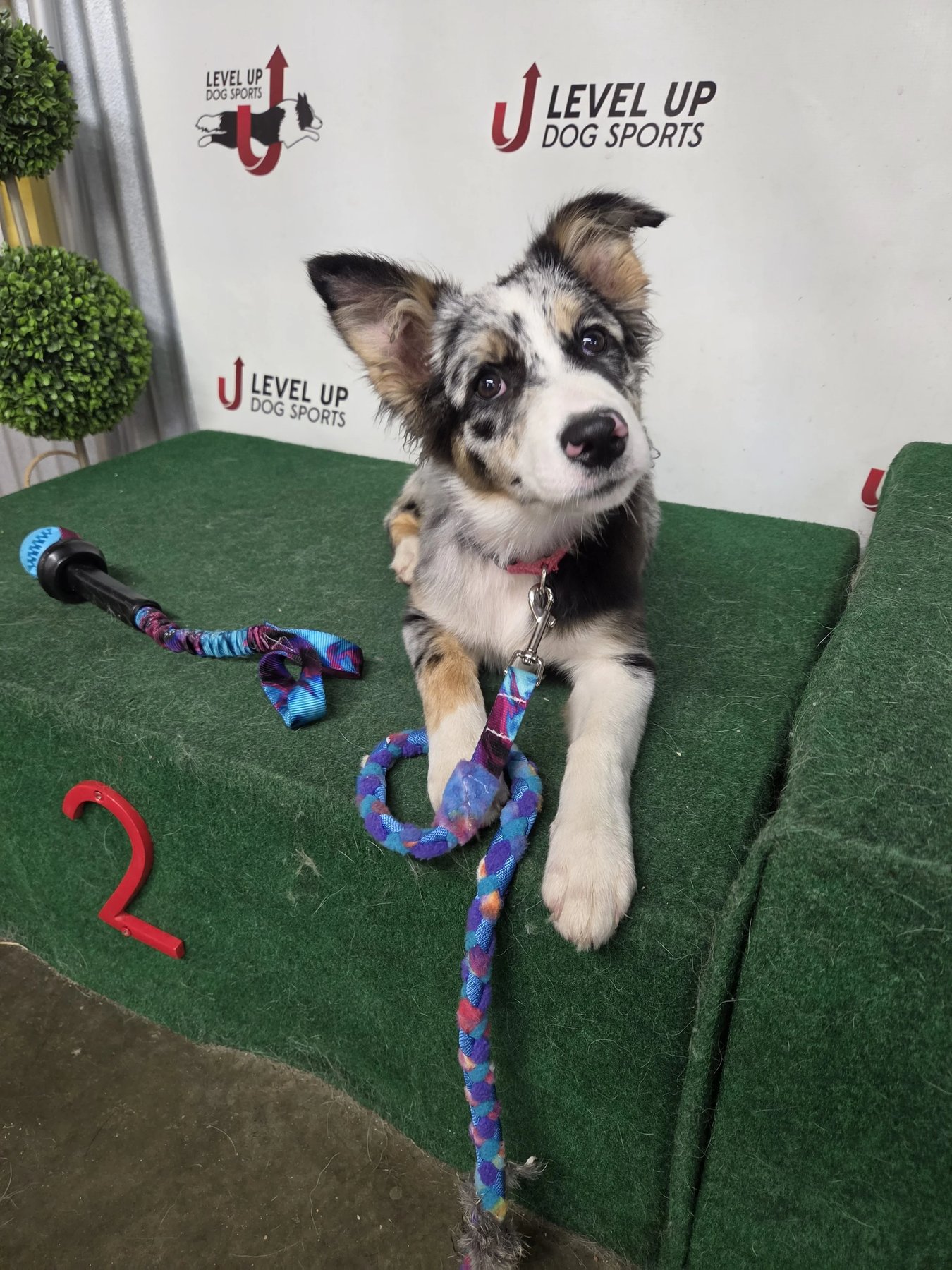 M Squared Dog Training, LLC — dog trainer in Frederick, MD