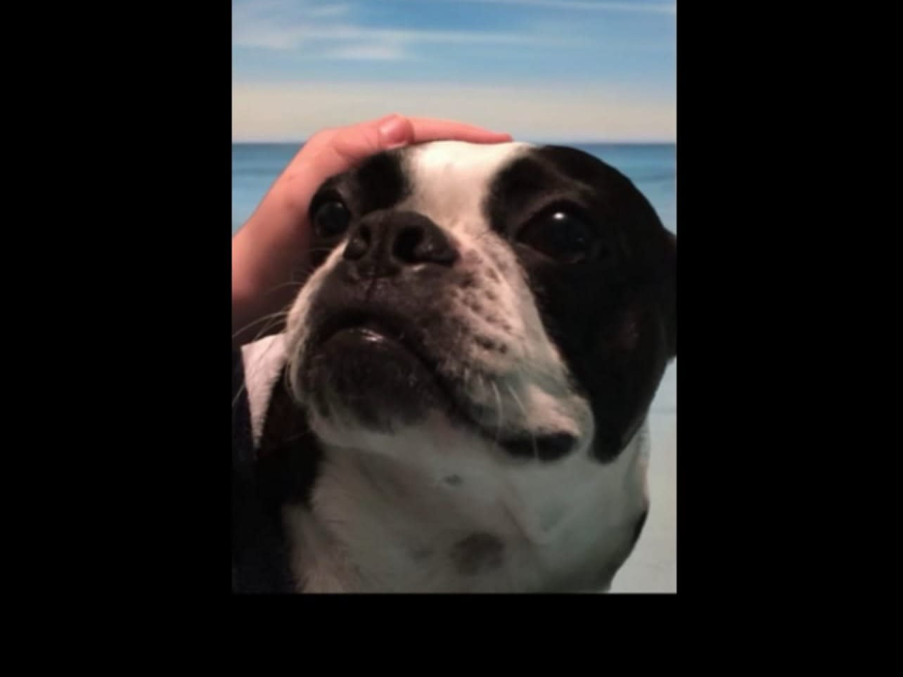 Florida 5-Star Dog Training LLC — dog trainer in Pensacola, FL