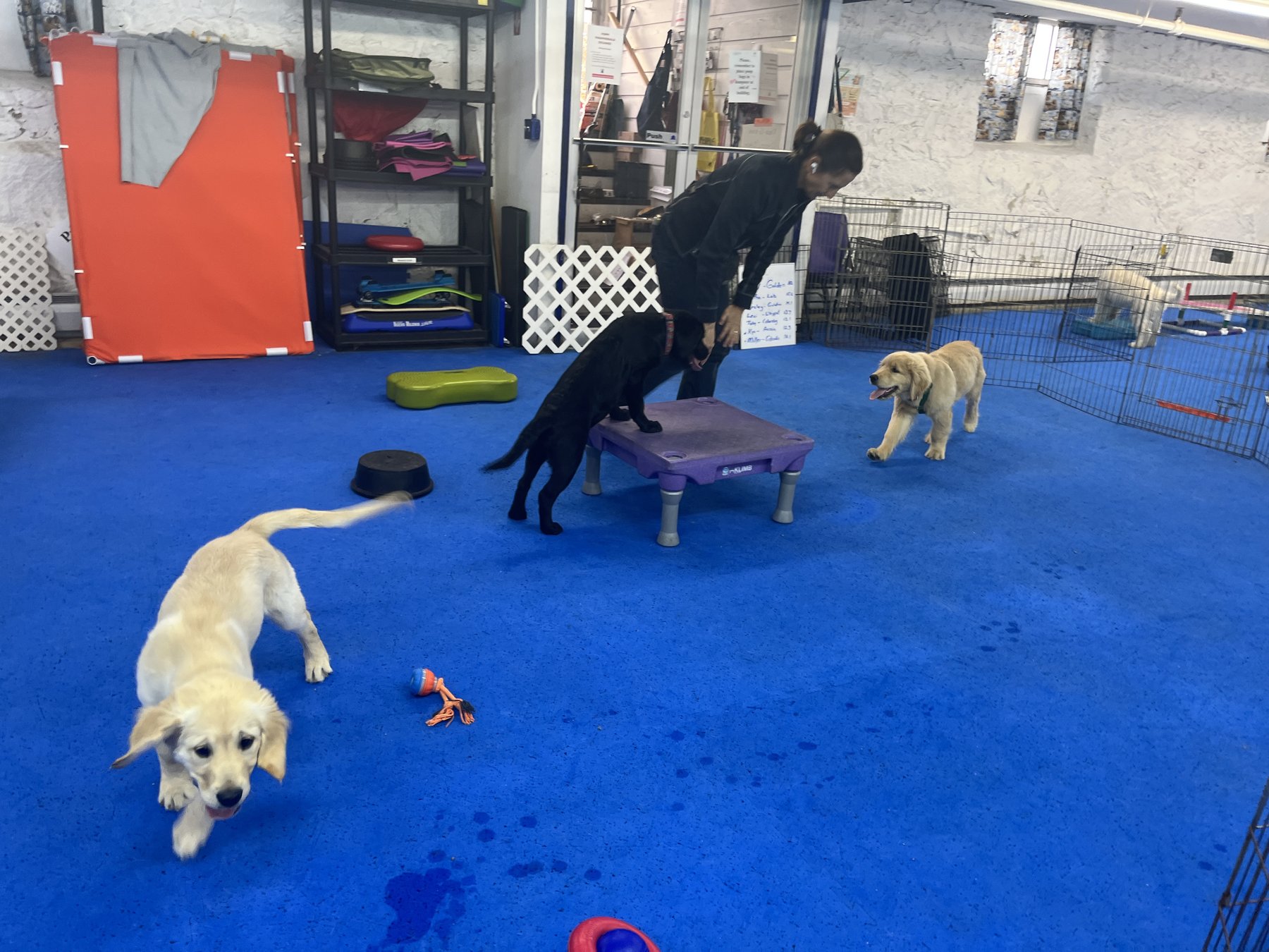 Proper Paws Dog Training — dog trainer in Cambridge, MA