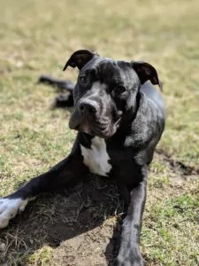 Suburban K9 Dog Training