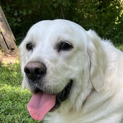 Big Nick K9 — dog trainer in Baltimore, MD