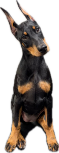 Upfront dog center