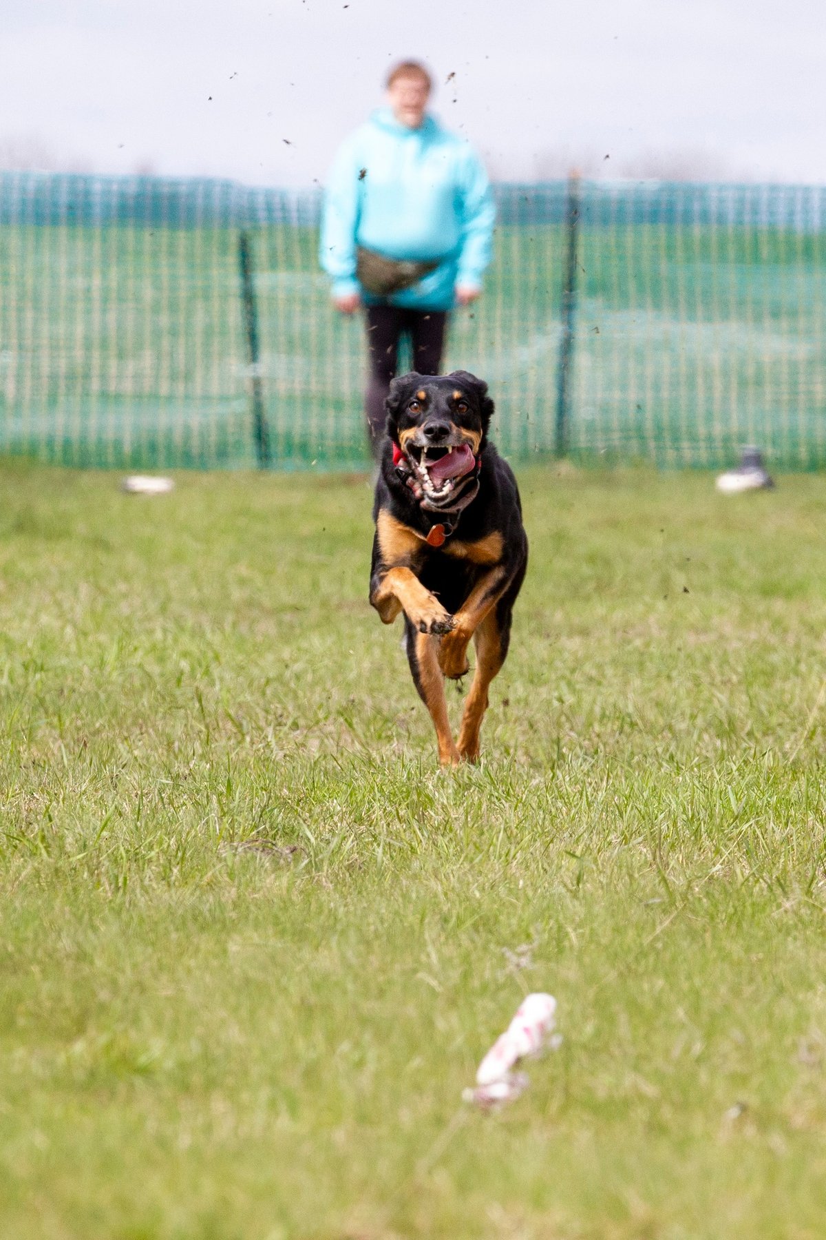 Grand Forks Dog Training Club