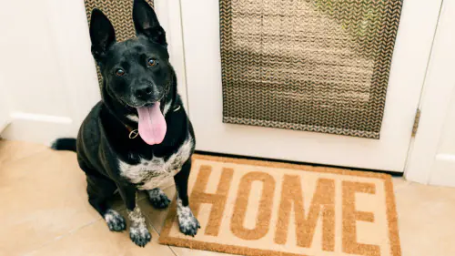 Bark Busters Home Dog Training Southern New Hampshire — dog trainer in Manchester, NH