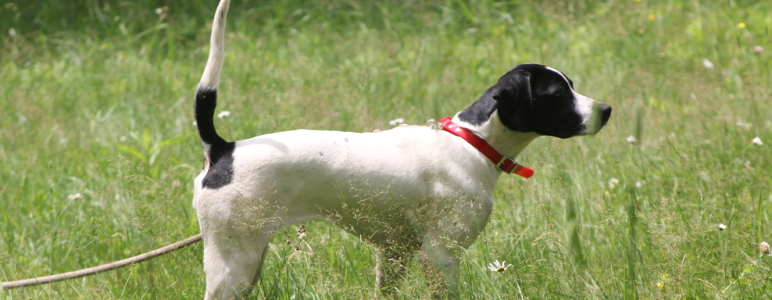 Wild Apple Kennel