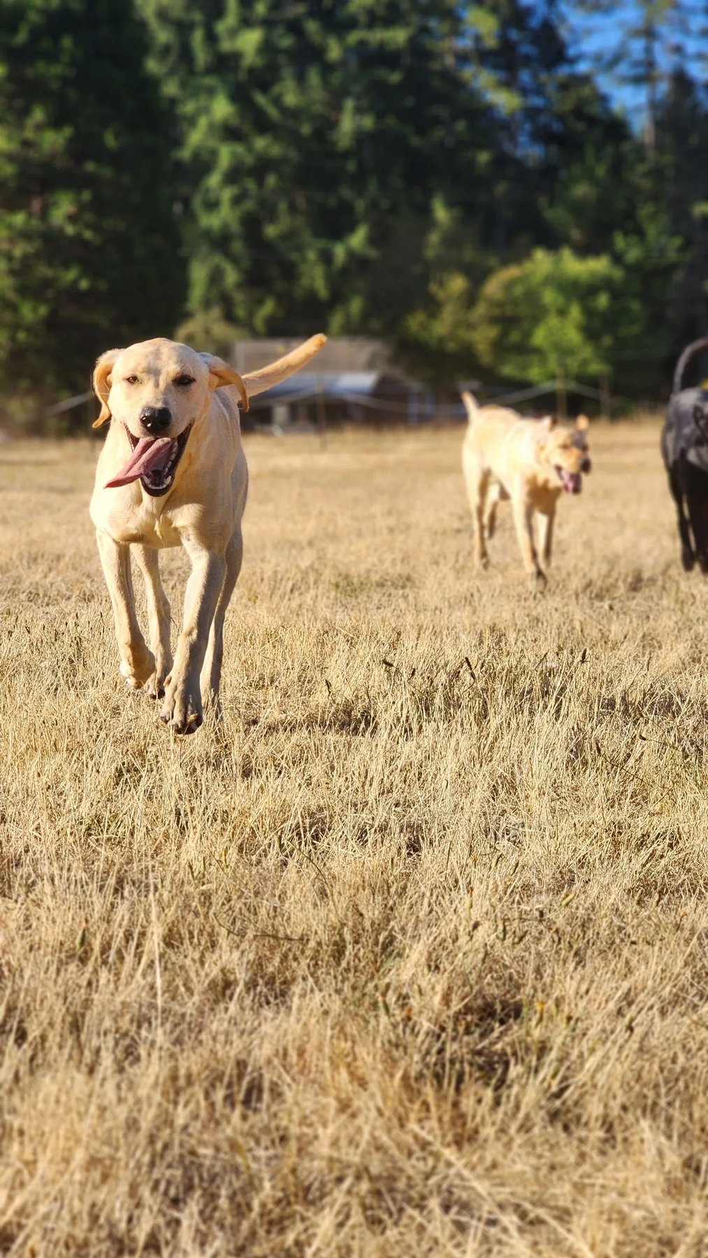 Rainy Day Kennels — dog trainer in Olympia, WA