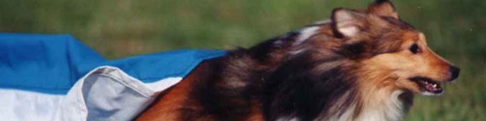 Canine capers
