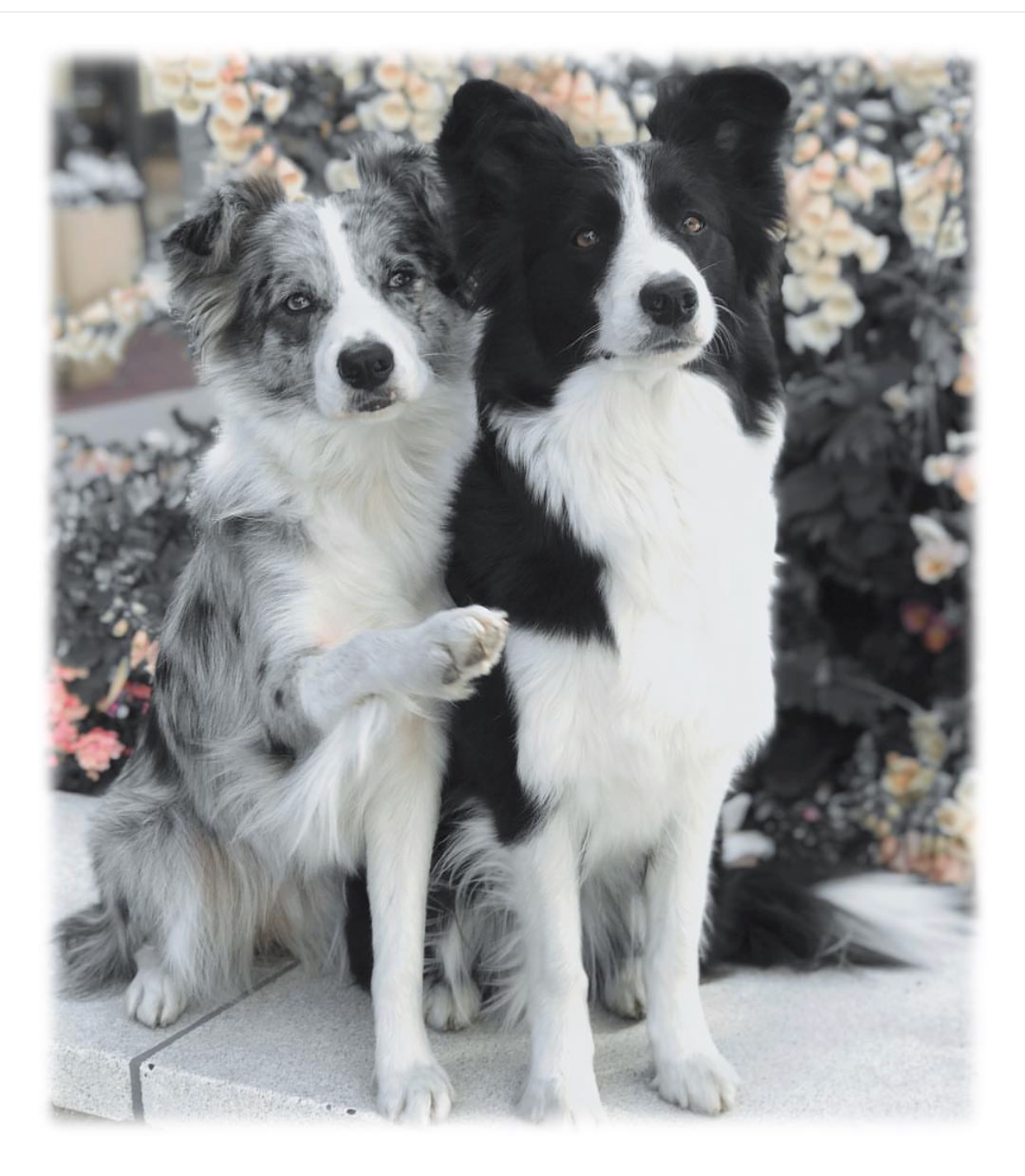 Stanfur'd k9 - Dog Training — dog trainer in San Francisco, CA