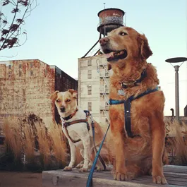 Tails & Trails, Inc