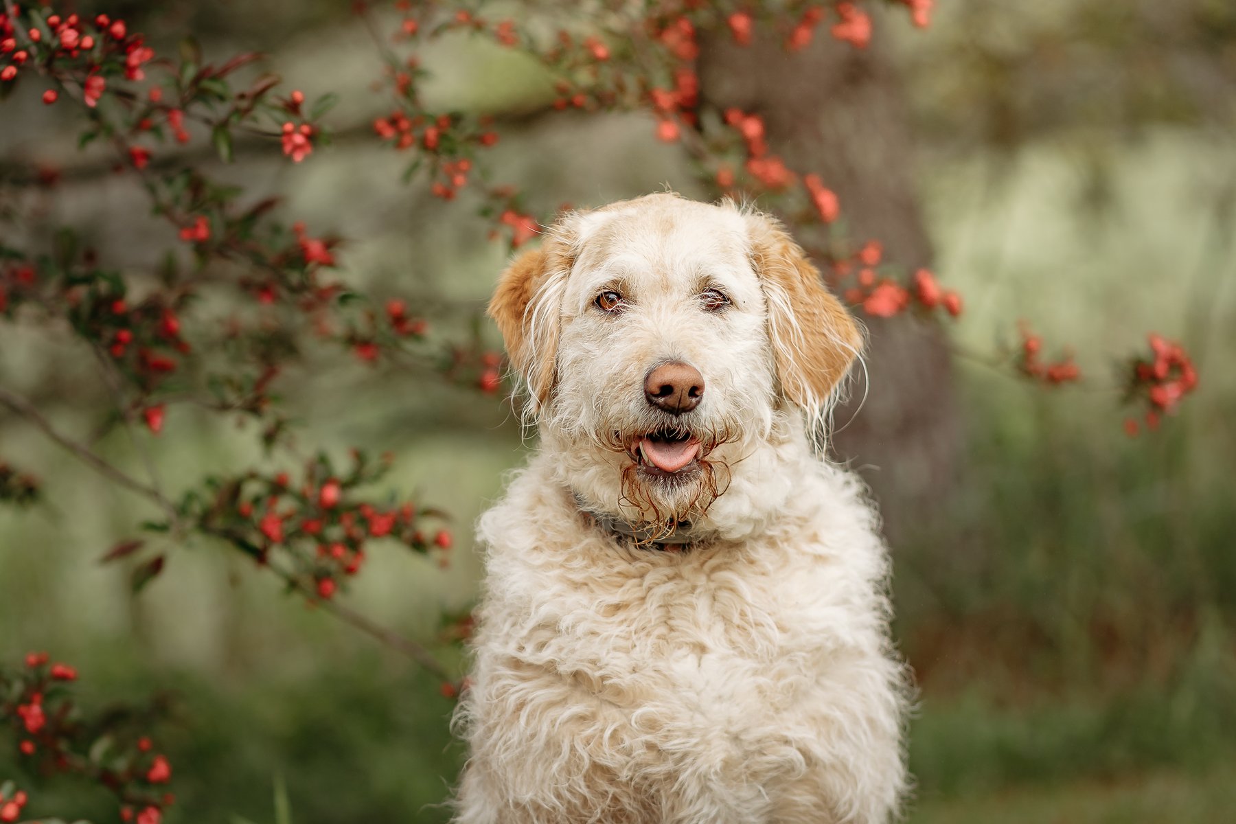 Venture Doggie LLC