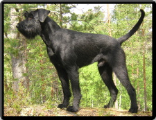 All Breed Dog Training — dog trainer in Port Charlotte, FL