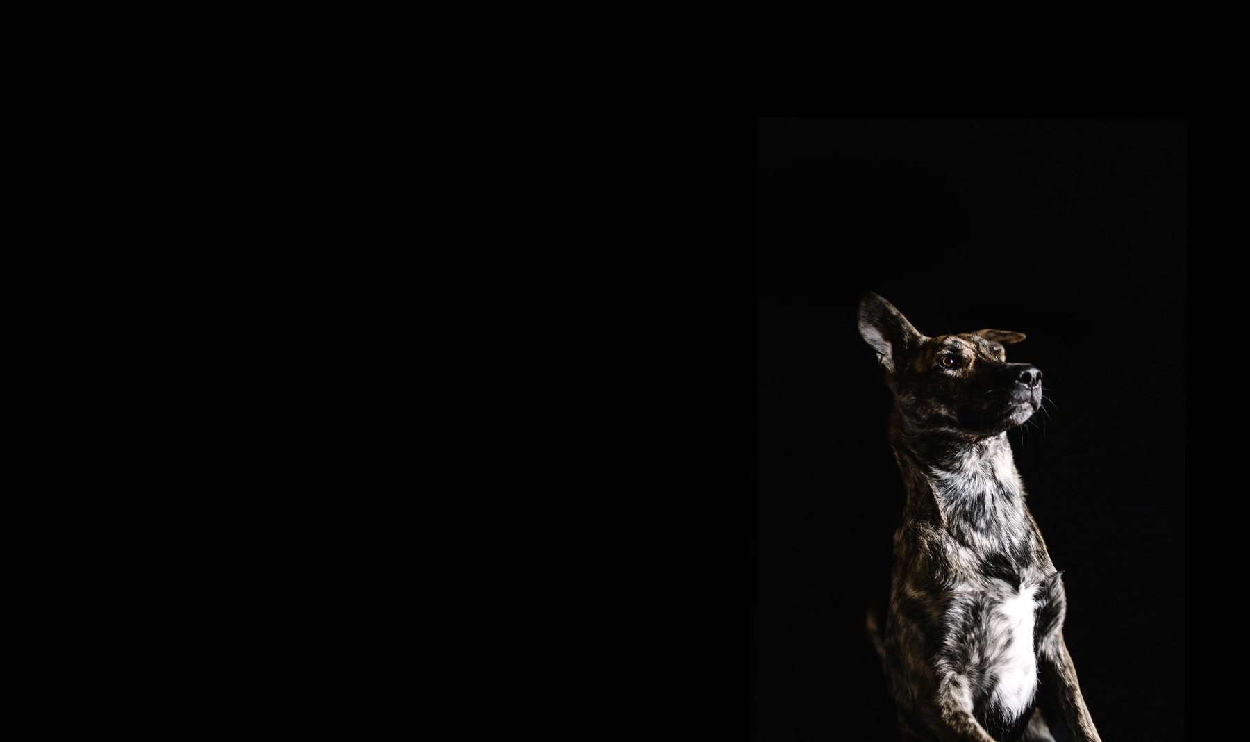 Newman’s PAWsitive Pups LLC