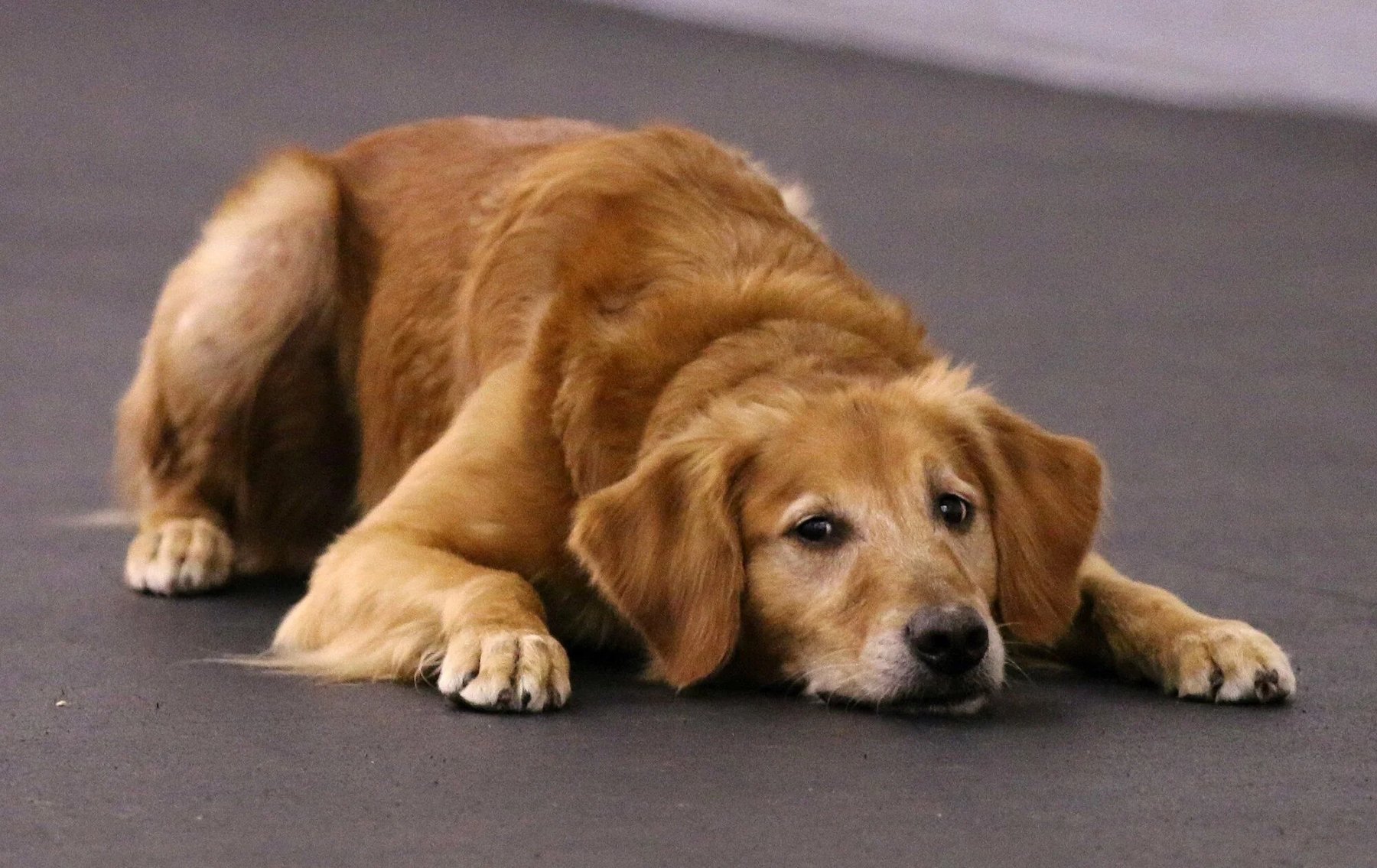 Lilac City Dog Training Club