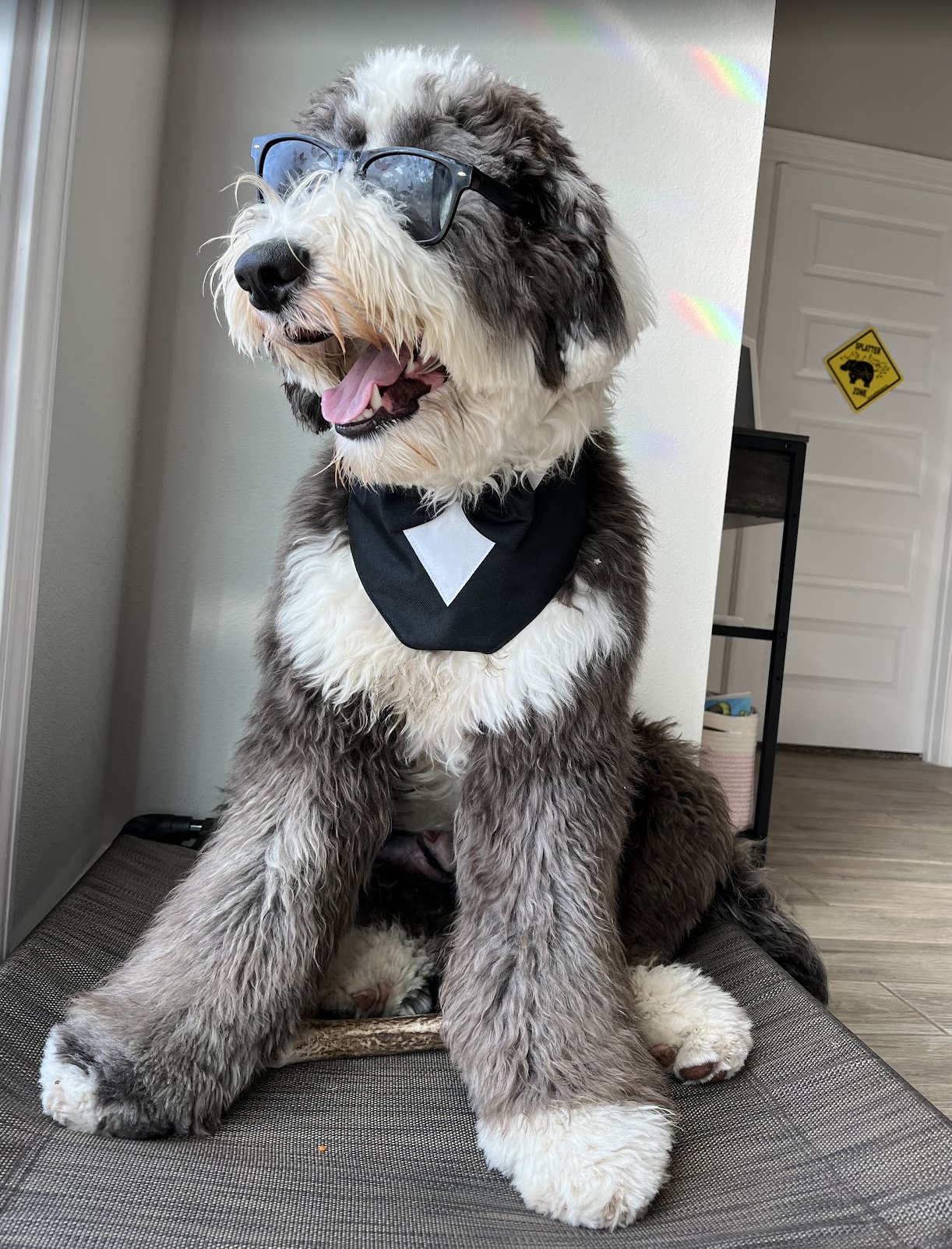 Frequency Canine Dog Training — dog trainer in Pensacola, FL