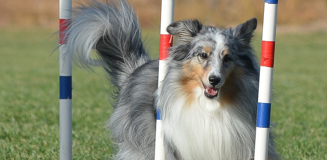 Los Alamos Dog Obedience Club
