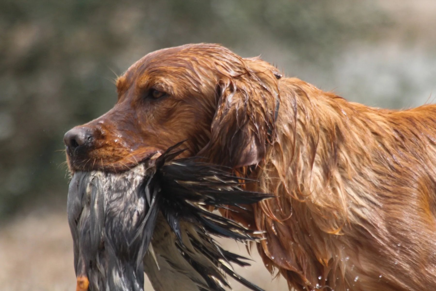 Al’s Ranch Retrievers