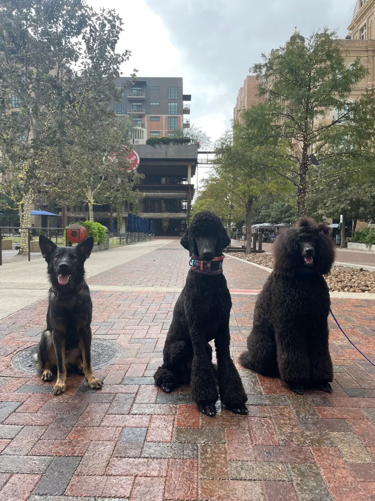 Tandem Canines Pet Resort