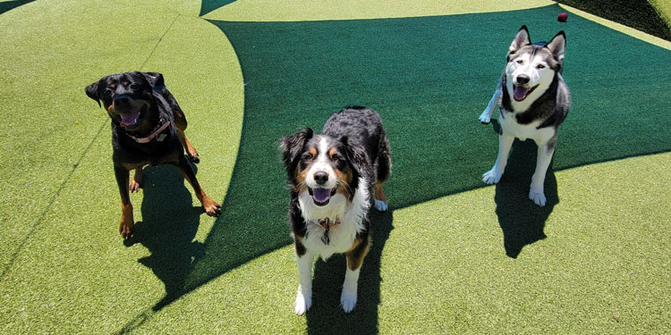 Citizen Canine