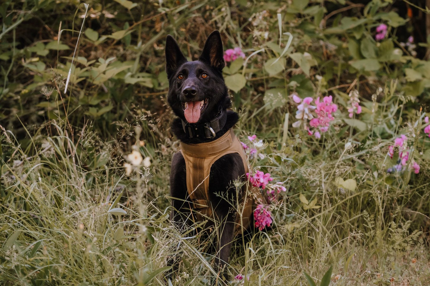 NW K9 Obedience — dog trainer in Olympia, WA