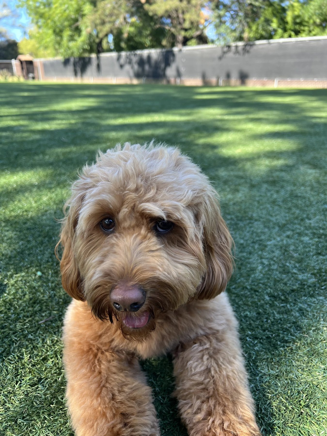 Freakin Pawsome — dog trainer in San Mateo, CA