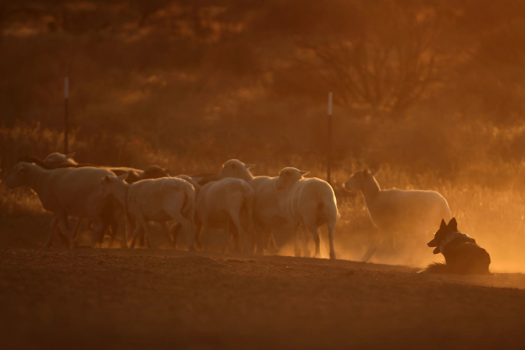 SoCal Herding