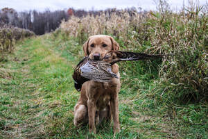 Northwoods Training Kennel LLC