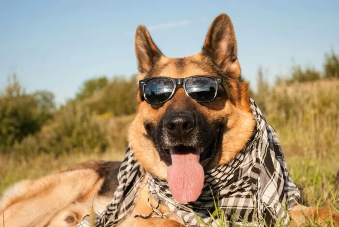 Species K9 Dog Training — dog trainer in Waco, TX