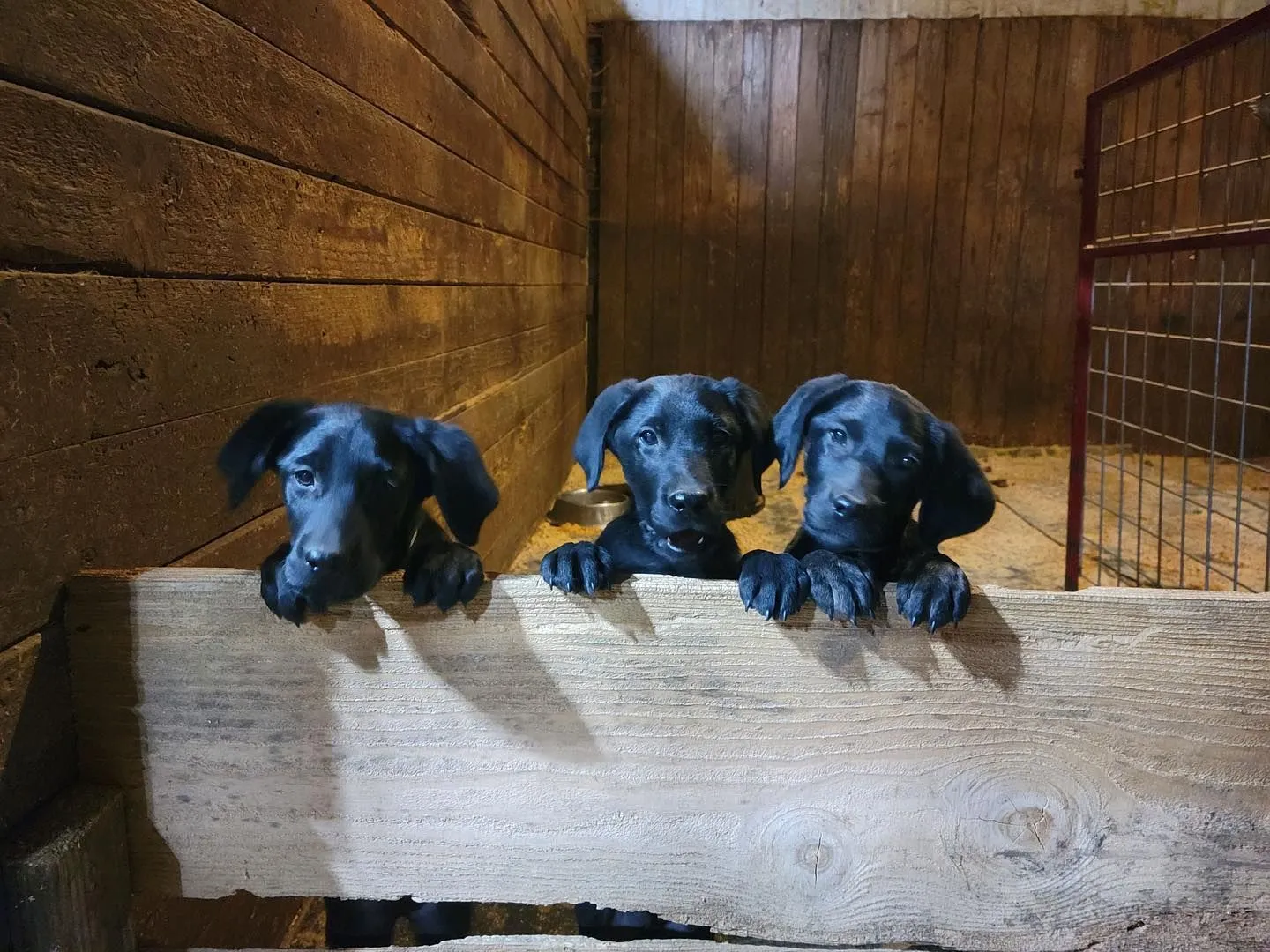 Marvin Pierce Dog Teacher LLC