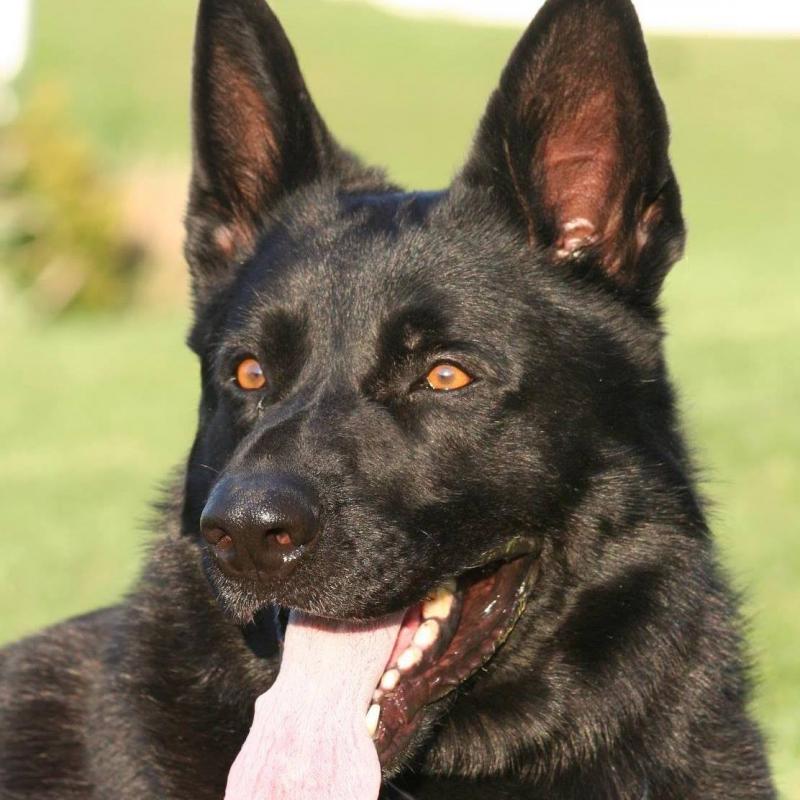 Northeast Therapy and Service Dogs