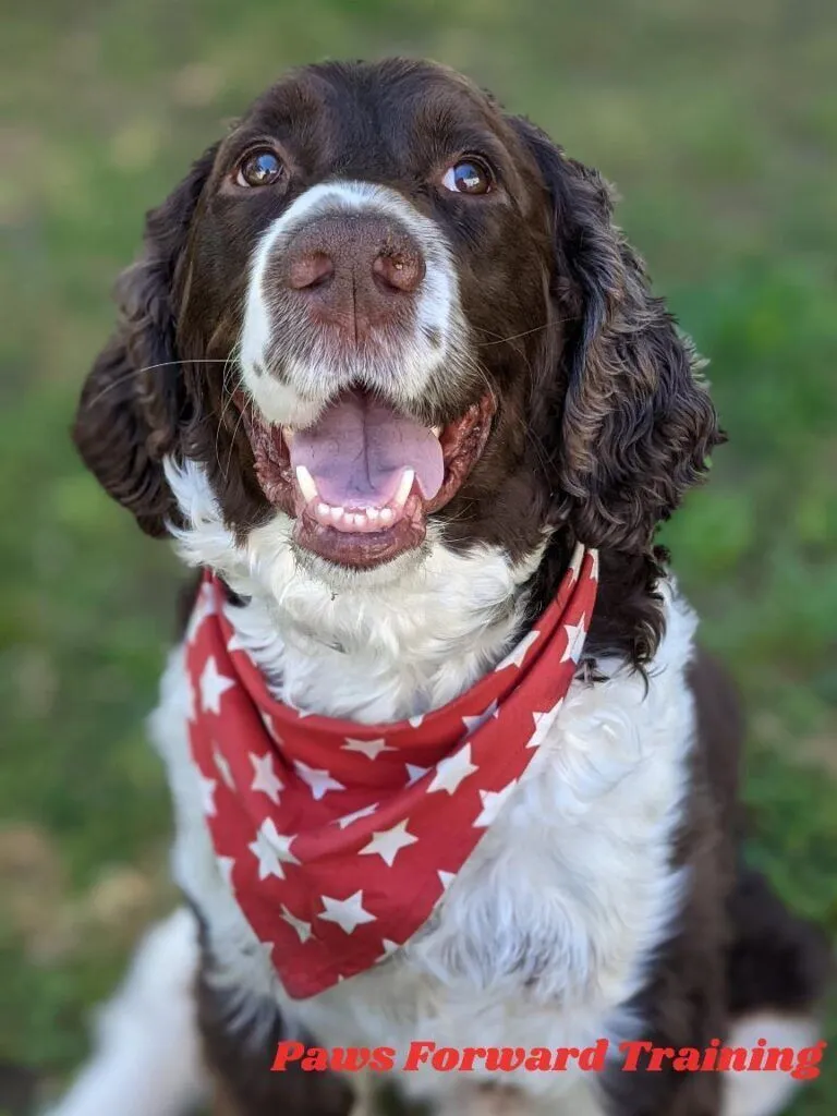 Paws Forward Training