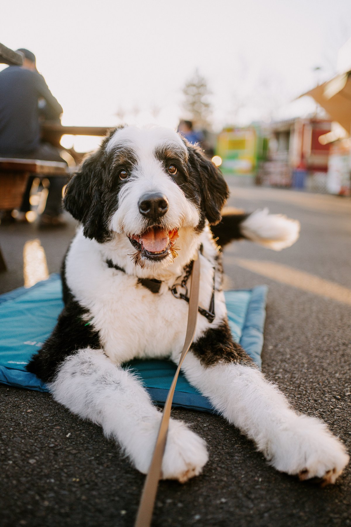 Doglingual Canine Training